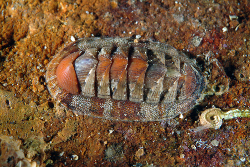 Chiton olivaceus